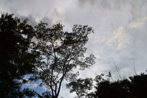 dsc_0361a.JPG