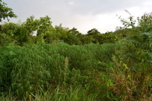dsc_0375a.JPG