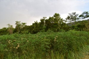 dsc_0377a.JPG