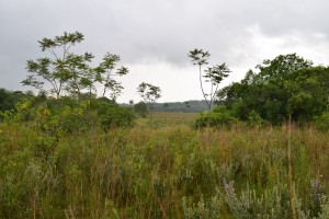 dsc_1117.jpg