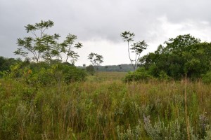 dsc_1117_a.JPG