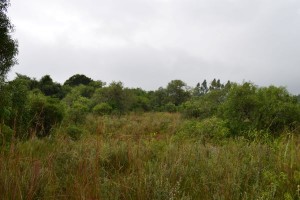 dsc_1121a.JPG