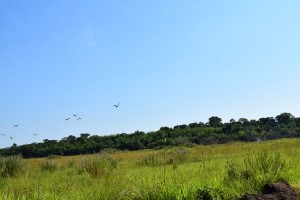 dsc_1157a.JPG